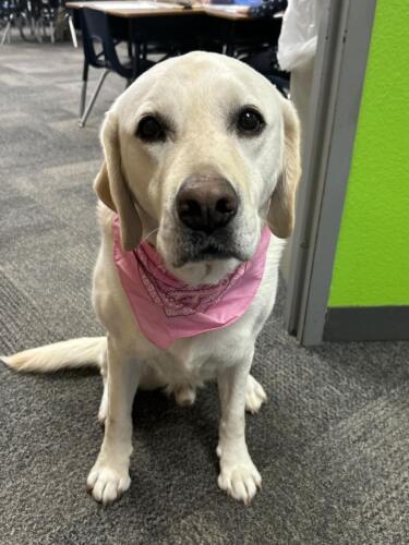 Herbie, QG's Therapy Dog